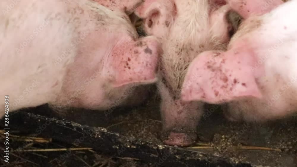 Pigs on livestock farm. Pig farming. Pigs eat from a bowl of food. Pink dirty pigs eat food from the trough Pigs on livestock farm. Pig farming. Pigs eat from a bowl of food. Pink dirty pigs eat food from the trough