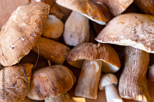 harvest porcini mushrooms of different sizes and shapes