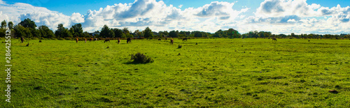 Natural panorama with green grass and water on the field under the blue sky