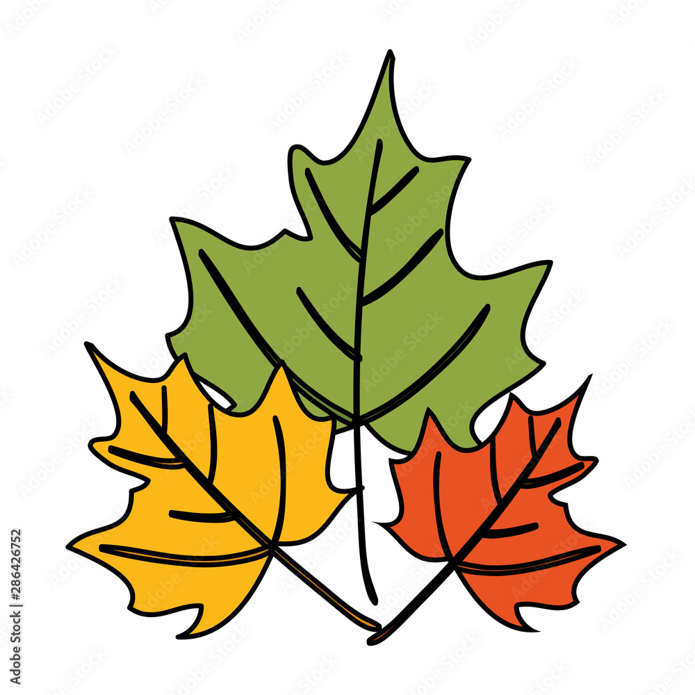 Fototapeta premium autumn dry maple leafs nature decoration
