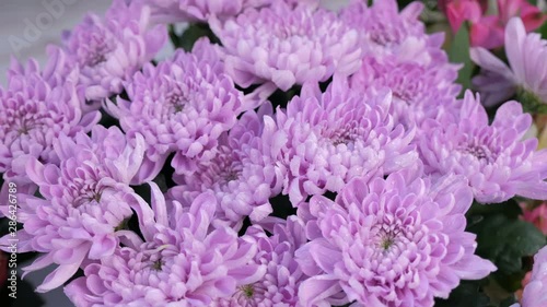 Floral business concept. Tender purple astras flowers with water drops for sale in flower shop, closeup view. Moisturizing fresh flowers for long-term storage in florisic studio store salon.