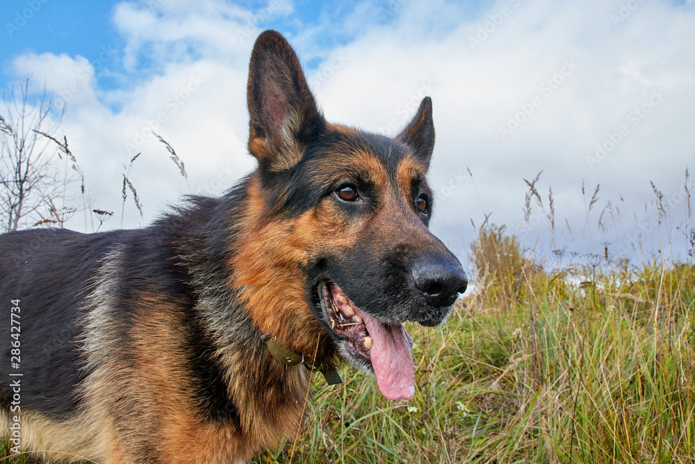 Dog German Shepherd outdoors in an autumn day Dog German Shepherd outdoors in an autumn day