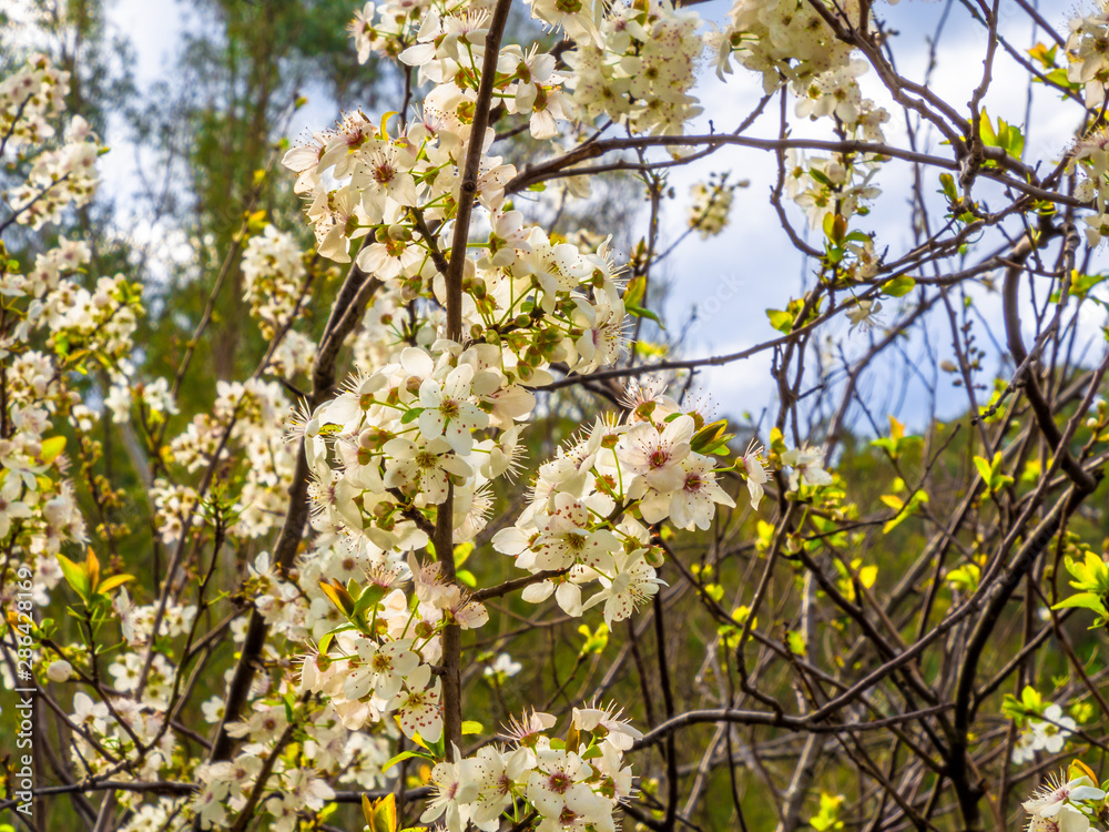 Wild Plum Blossom