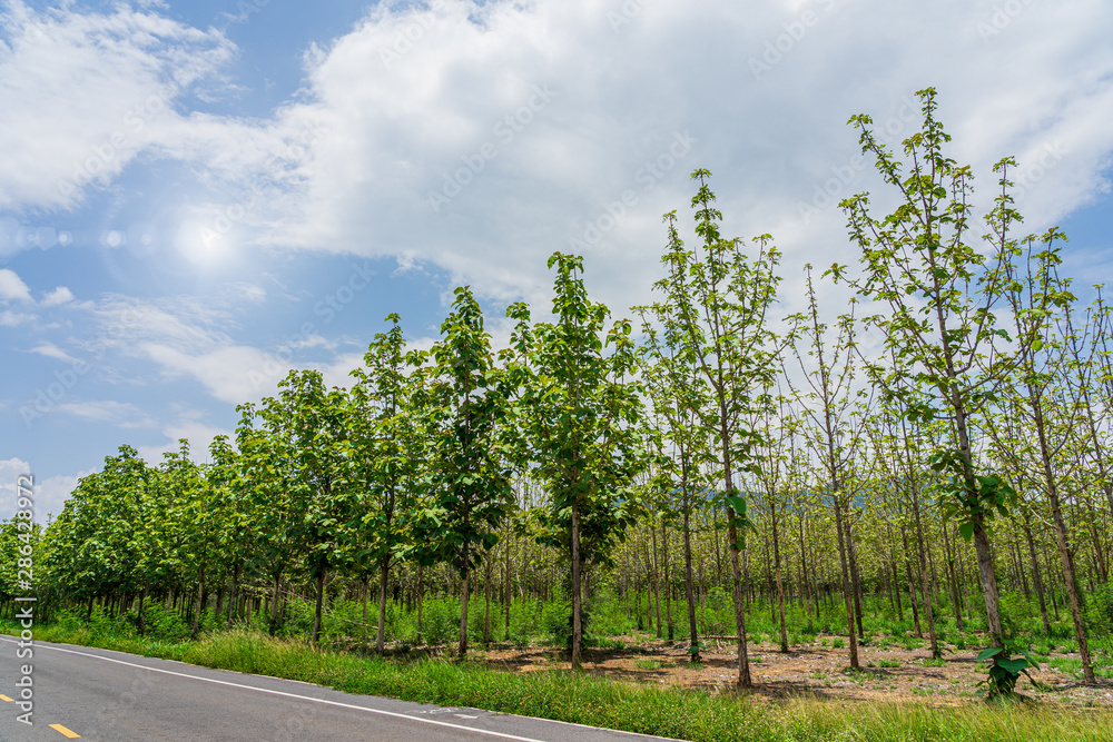 Obraz premium Teak trees garden beside road with environment green leaves in Thailand.
