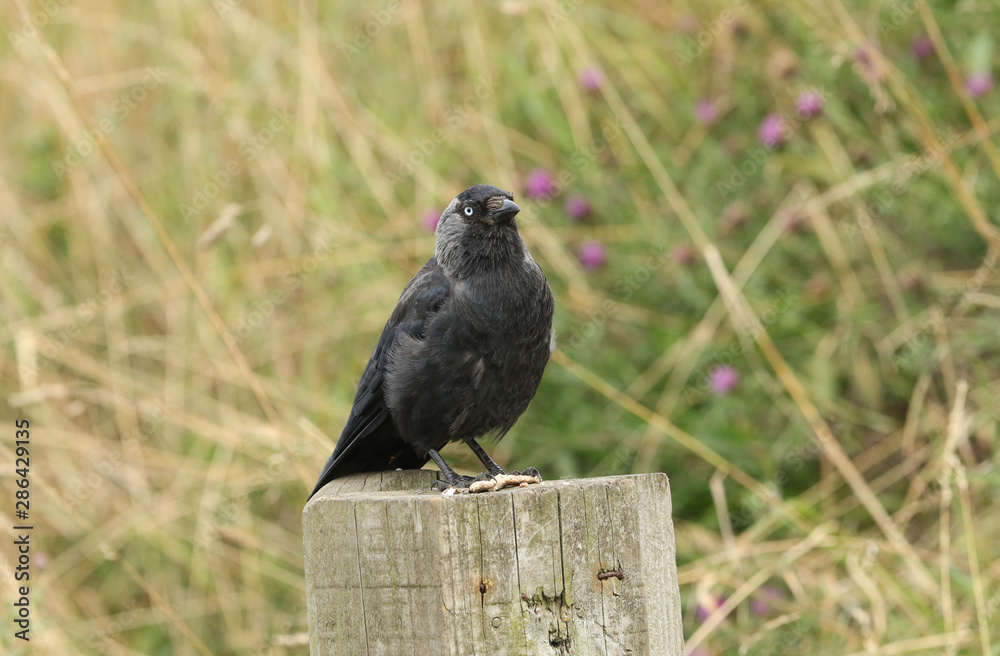 Obraz premium A pretty Jackdaw, Corvus monedula, perching on a wooden fence post.