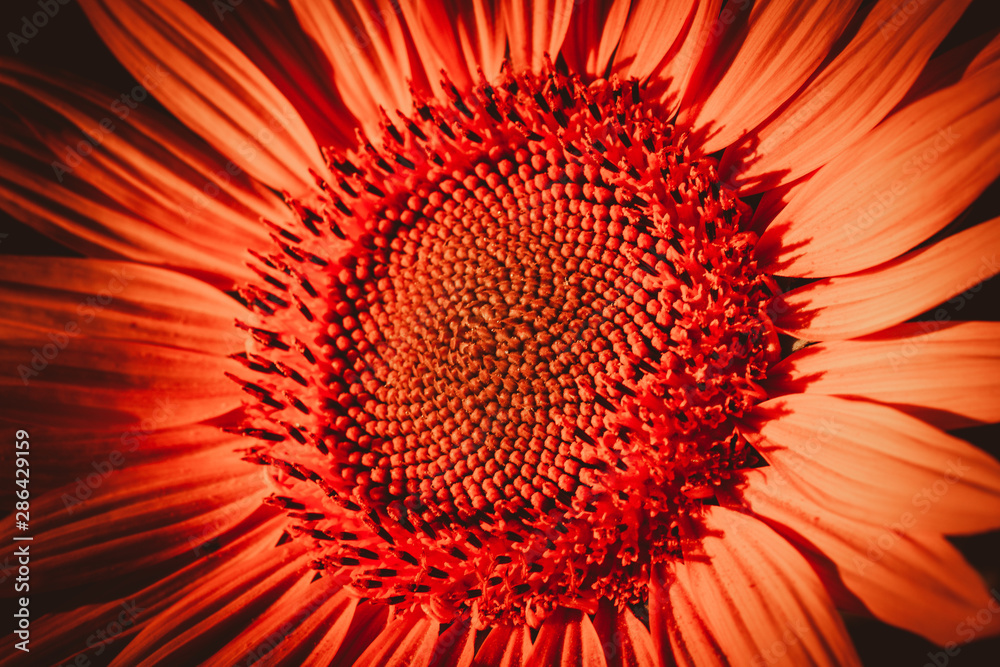 close-up of a beautiful sunflower in a field