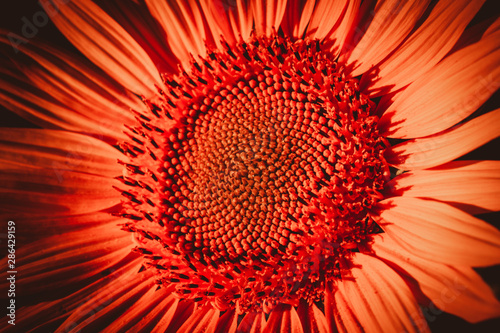 close-up of a beautiful sunflower in a field