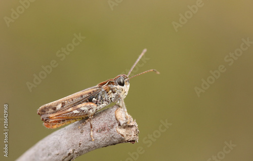 A male Mottled Grasshopper, Myrmeleotettix maculatus, perching on a twig in heath land. photo