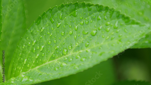 green leaf with water drops © hoshi