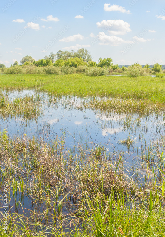 Flood meadow of the valley of a small river in Polesie.