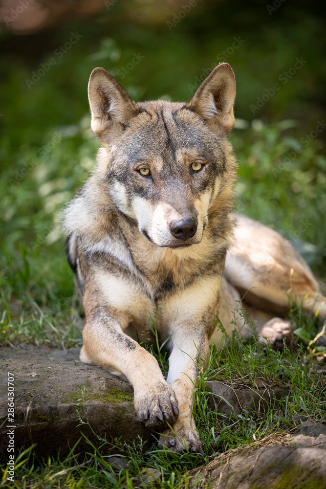 Fototapeta premium loup