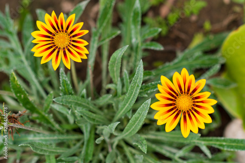 Beautiful Arctotis flower  African daisy