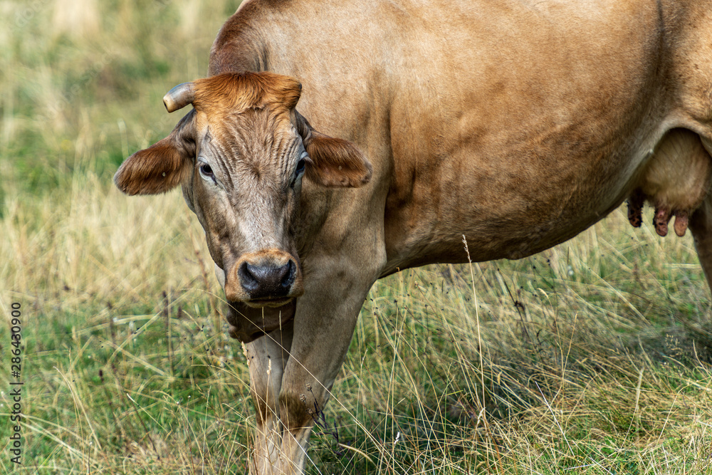 Curious dairy cow - brown heifer looking at camera on a mountain pasture, Italian Alps, Europe Curious dairy cow - brown heifer looking at camera on a mountain pasture, Italian Alps, Europe