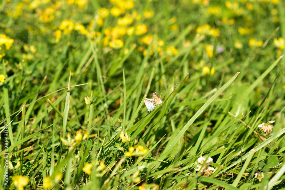 two butterflies on a green meadow two butterflies on a green meadow