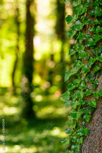 Green ivy braided tree and sunlight penetrating through the trees in the background. bokeh background.