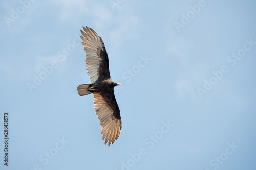 turkey vulture from Costa Rica