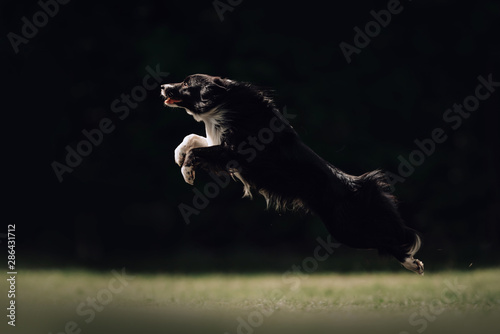 Black and white border collie dog jumps