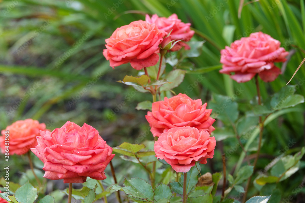 Coral Roses in Full Bloom in a Rose Garden