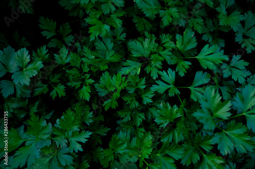 Green twigs of parsley in the garden. Beautiful green twigs of fresh herbs close up. Curly parsley macro photography. Seasoning for vegan salads and a variety of dishes. 