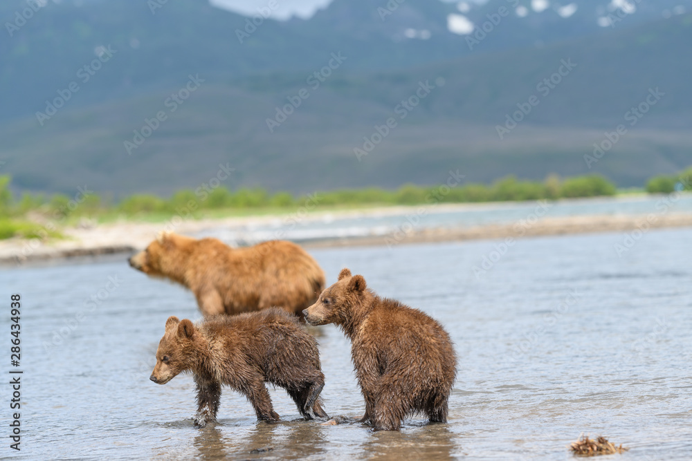 Ruling the landscape, brown bears of Kamchatka (Ursus arctos beringianus) Ruling the landscape, brown bears of Kamchatka (Ursus arctos beringianus)