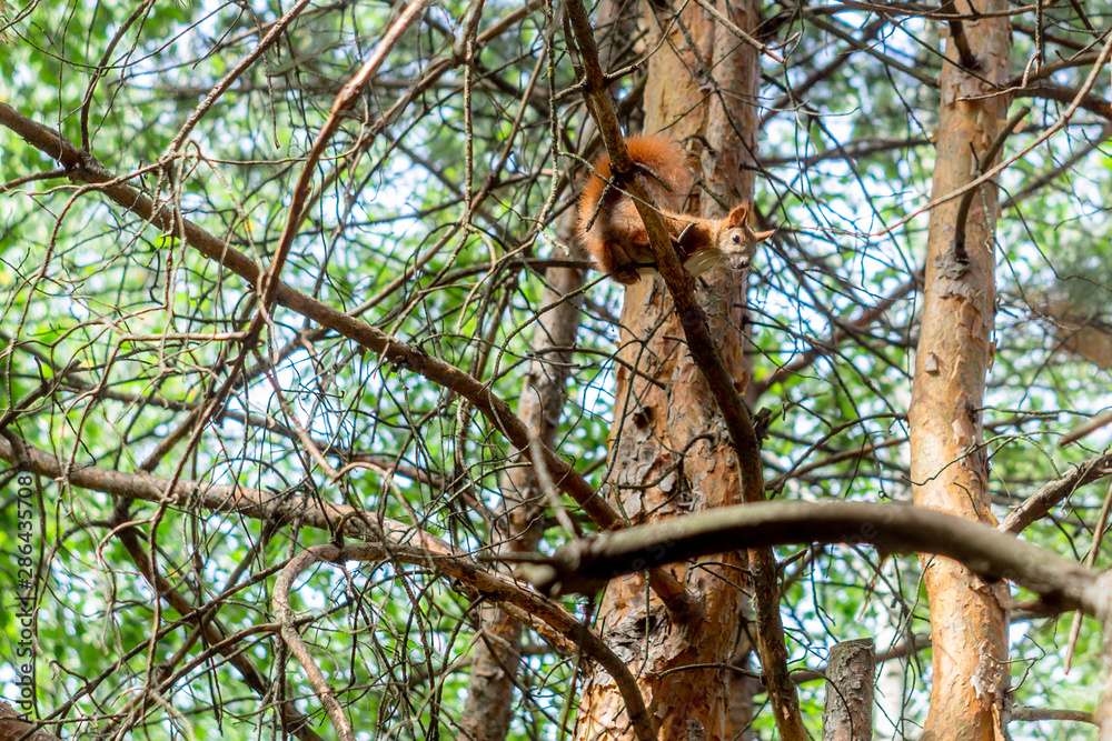 Fototapeta premium squirrel on a tree