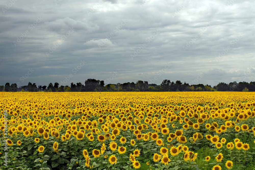 Sunflower On A Meadow With Overcast Sky