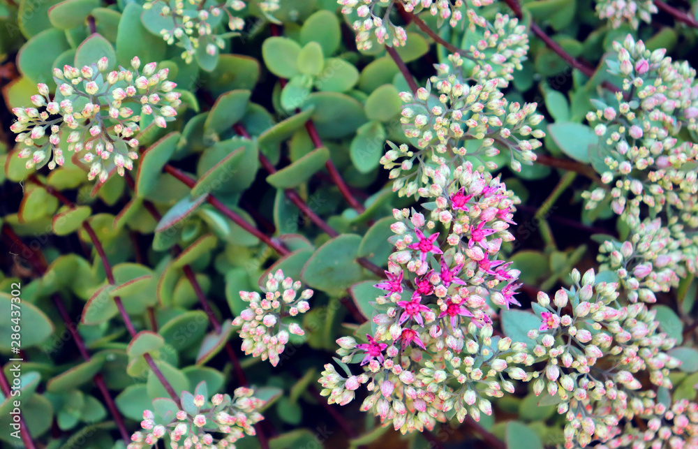 Flower blooming plant background. Beautiful evergreen sedum for background, commonly known as the goldmoss stonecrop.