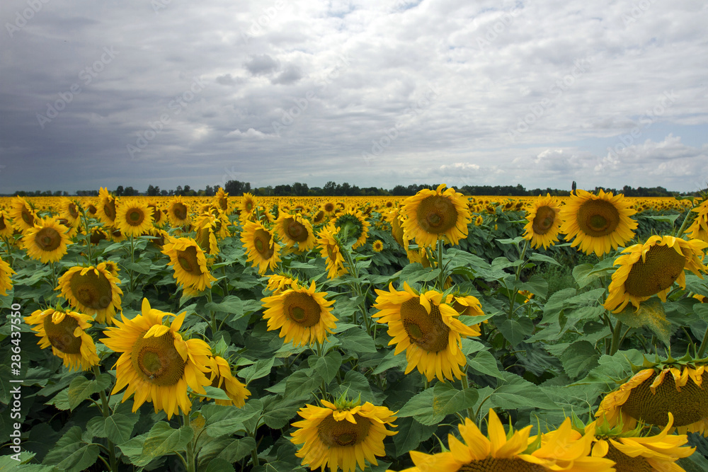 Obraz premium Sunflower On A Meadow With Overcast Sky