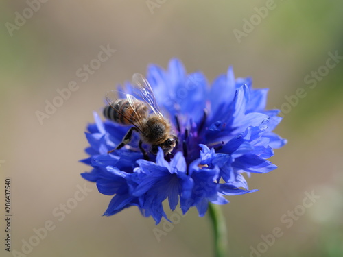 Biene auf einer Blume photo