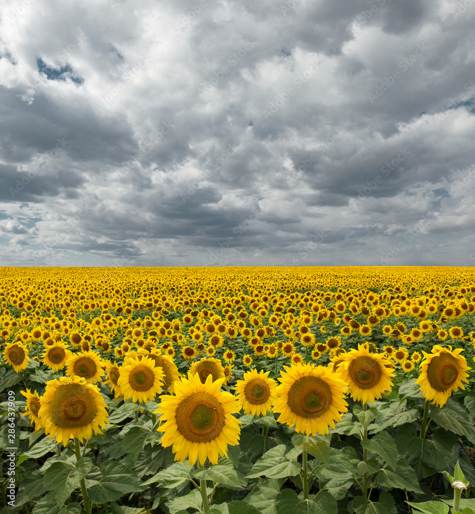 Fototapeta premium Sunflower On A Meadow With Overcast Sky