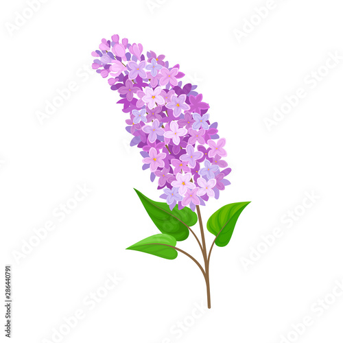 Lilac branch. Vector illustration on a white background.