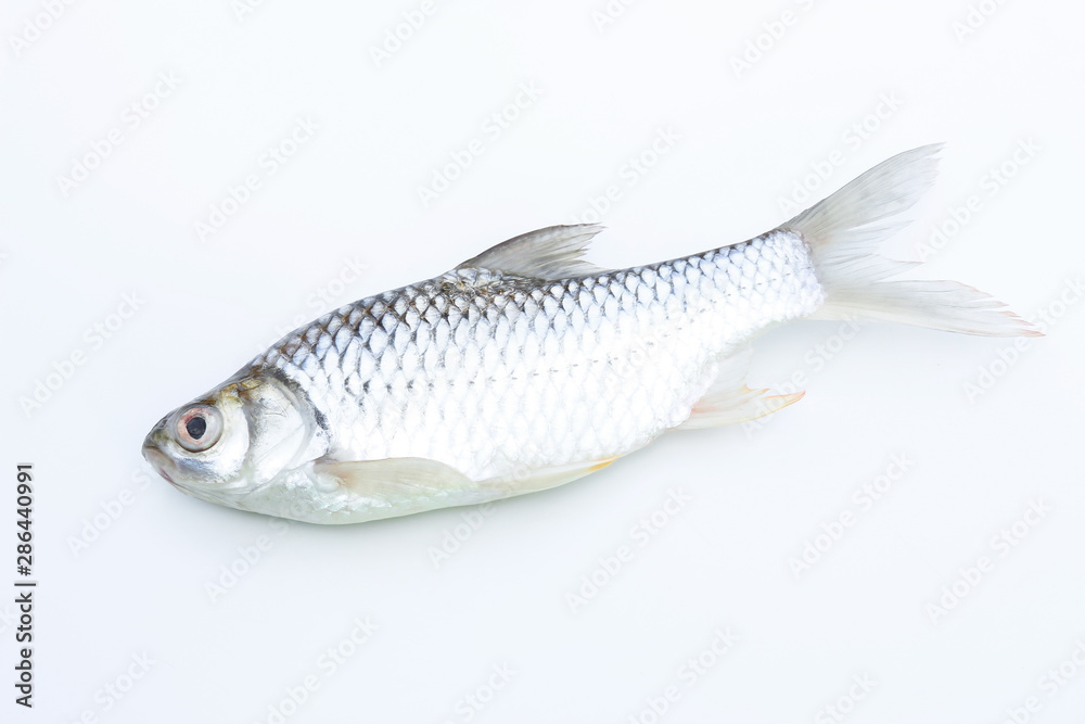 Carp fish on white background for animal editing 