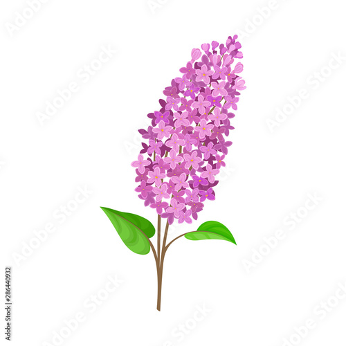 Branch of purple lilac. Vector illustration on a white background.