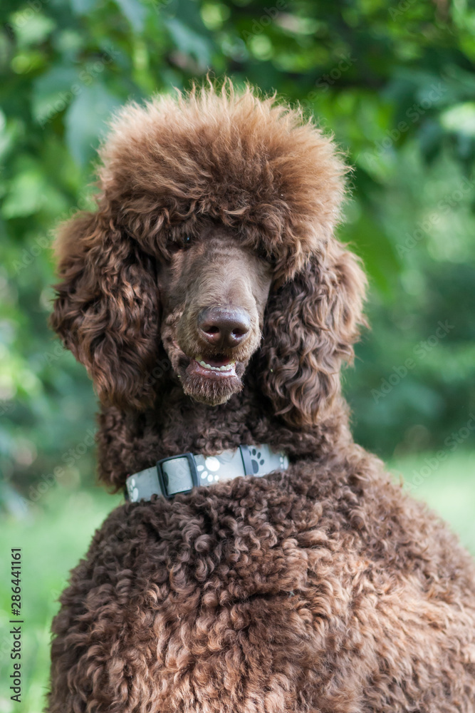 Portrait of adorable brown standard poodle