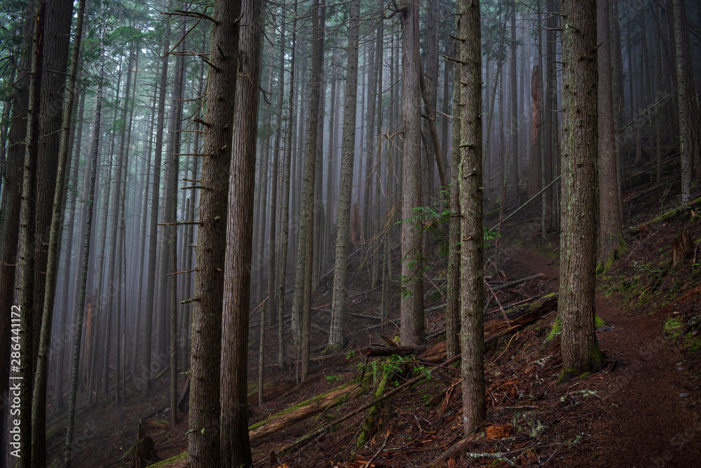 Olympic Peninsula forest in Washington state
