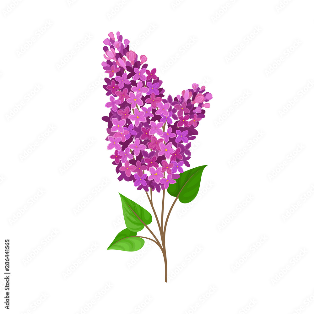 Lush branch lilac. Vector illustration on a white background.