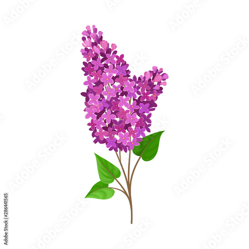 Lush branch lilac. Vector illustration on a white background.