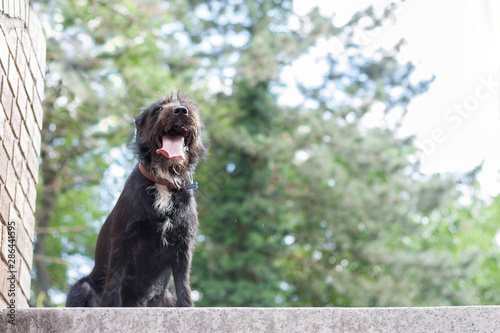 Wallpaper Mural Adorable mixed breed border collie x schnauzer schnollie Torontodigital.ca