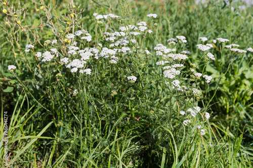 Bush of the flowering yarrow against of motley grass