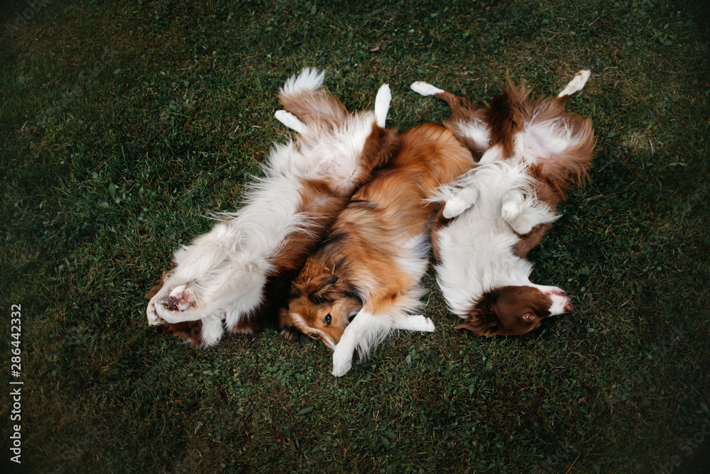 Three border collie dogs lying next to each other