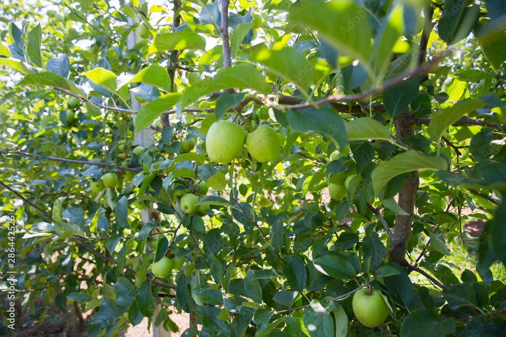 beautiful apple orchard on a sunny day beautiful apple orchard on a sunny day
