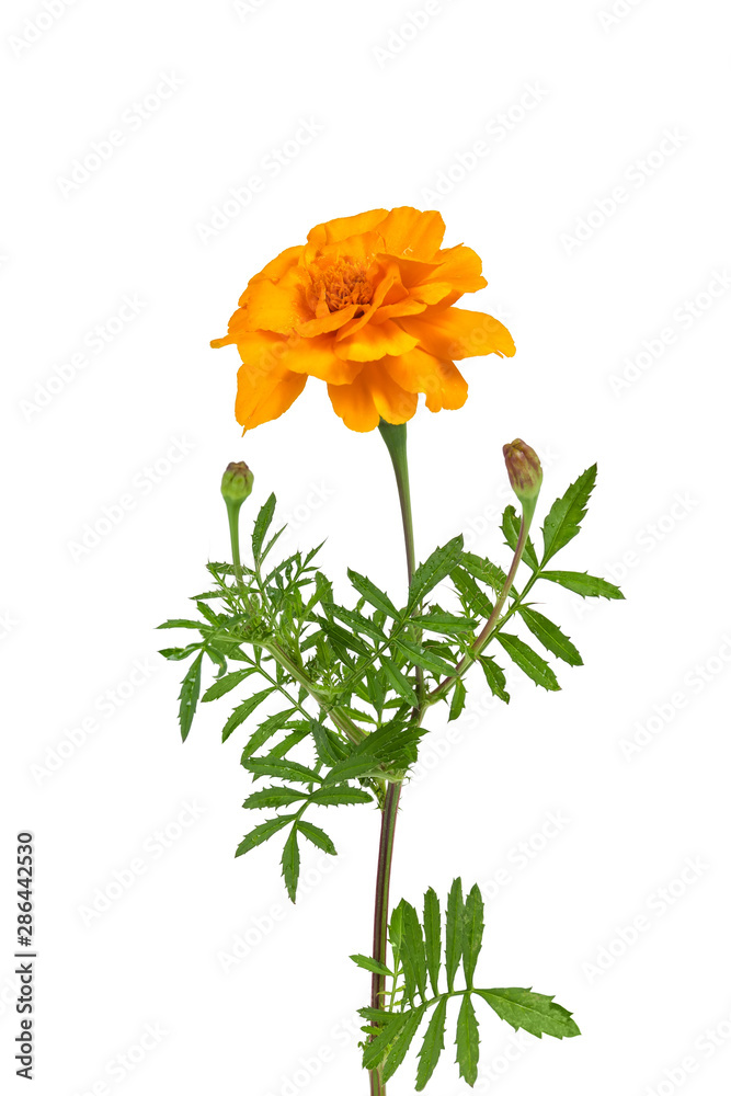 Obraz Stem of French marigold with flower on a white background