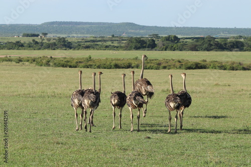 Ostrich mom and her babies, Masai Mara National Park, Kenya.