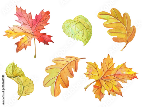 Watercolor leaves maple, birch, oak on white background. Bright clipart