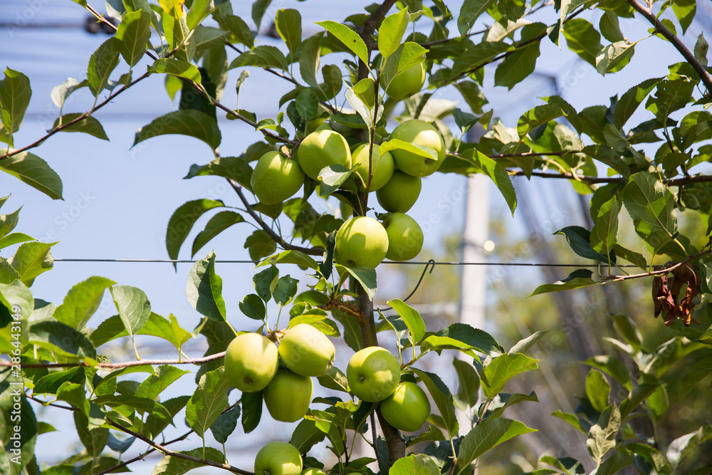 beautiful apple orchard on a sunny day beautiful apple orchard on a sunny day