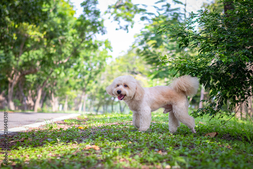  Cute white poodle dog on green park background, background nature, green, animal, relax pet, puppy poodle dog standing looking, animal funny