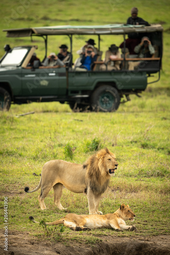 Male lion stands over lioness near truck