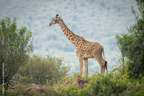 Masai giraffe stands among trees on horizon