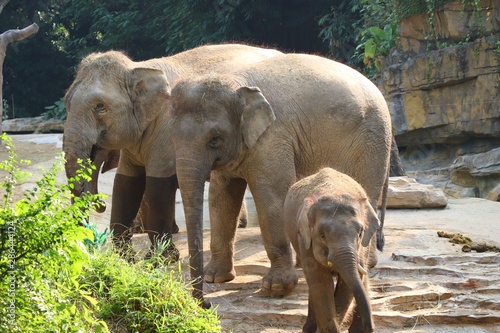 Photography Two elephants and a baby elephant on the stone floor