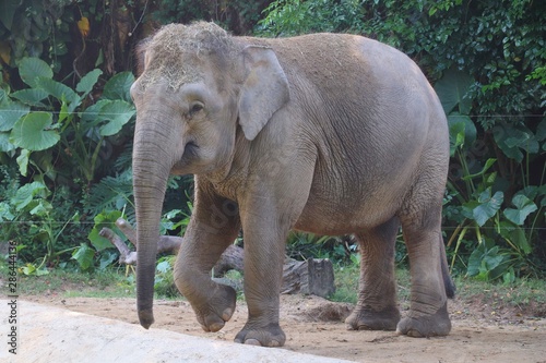 An elephant ready to walk